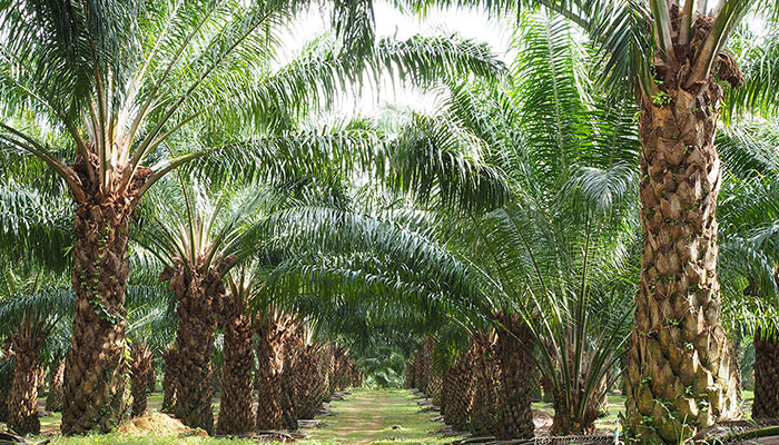 Manfaat dan Dampak Pupuk Urea untuk Kelapa Sawit
